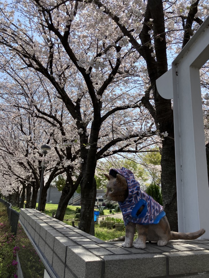   大阪　桜満開