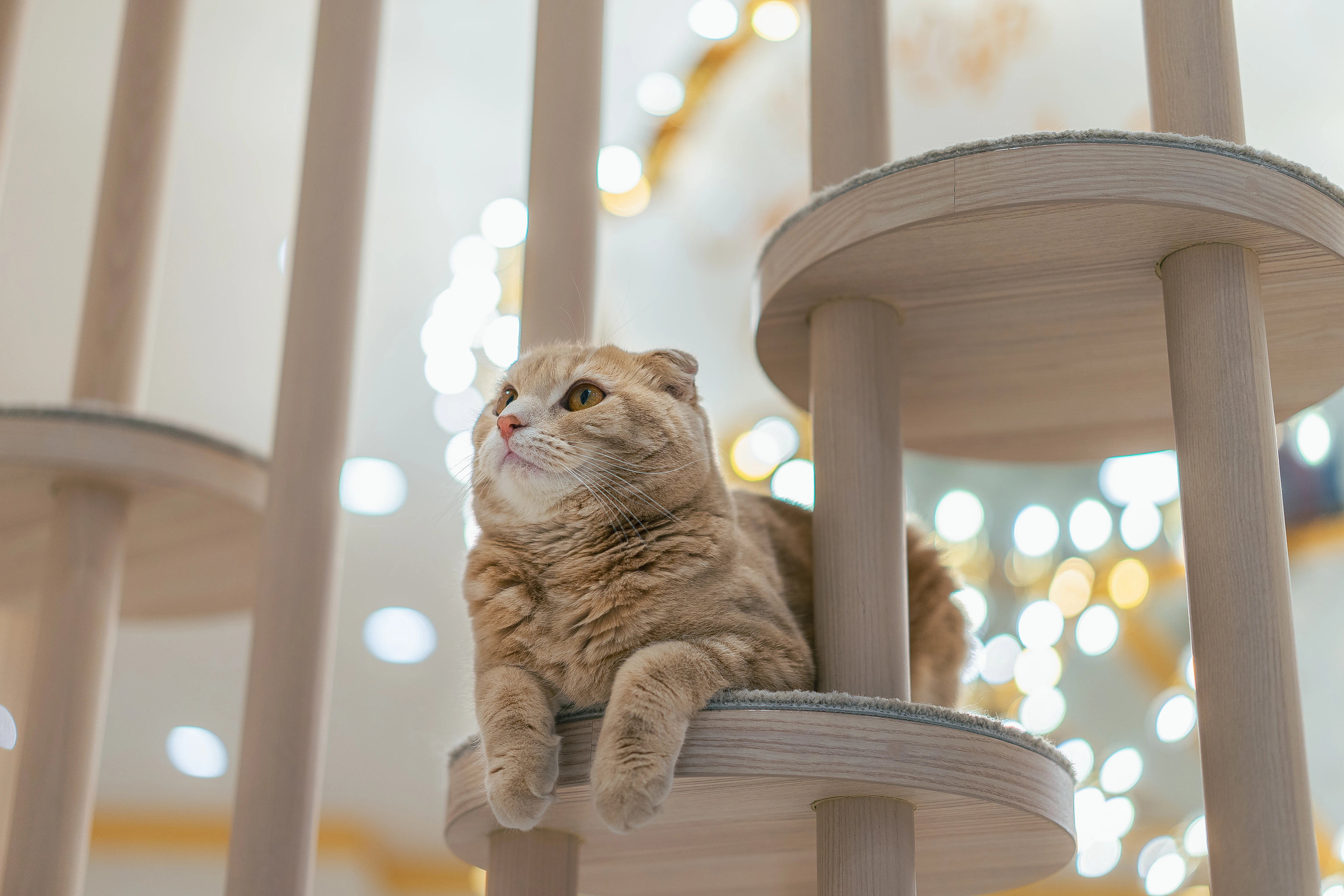 猫カフェの開業方法を解説！必要な資格から資金調達、成功の秘訣まで解説！